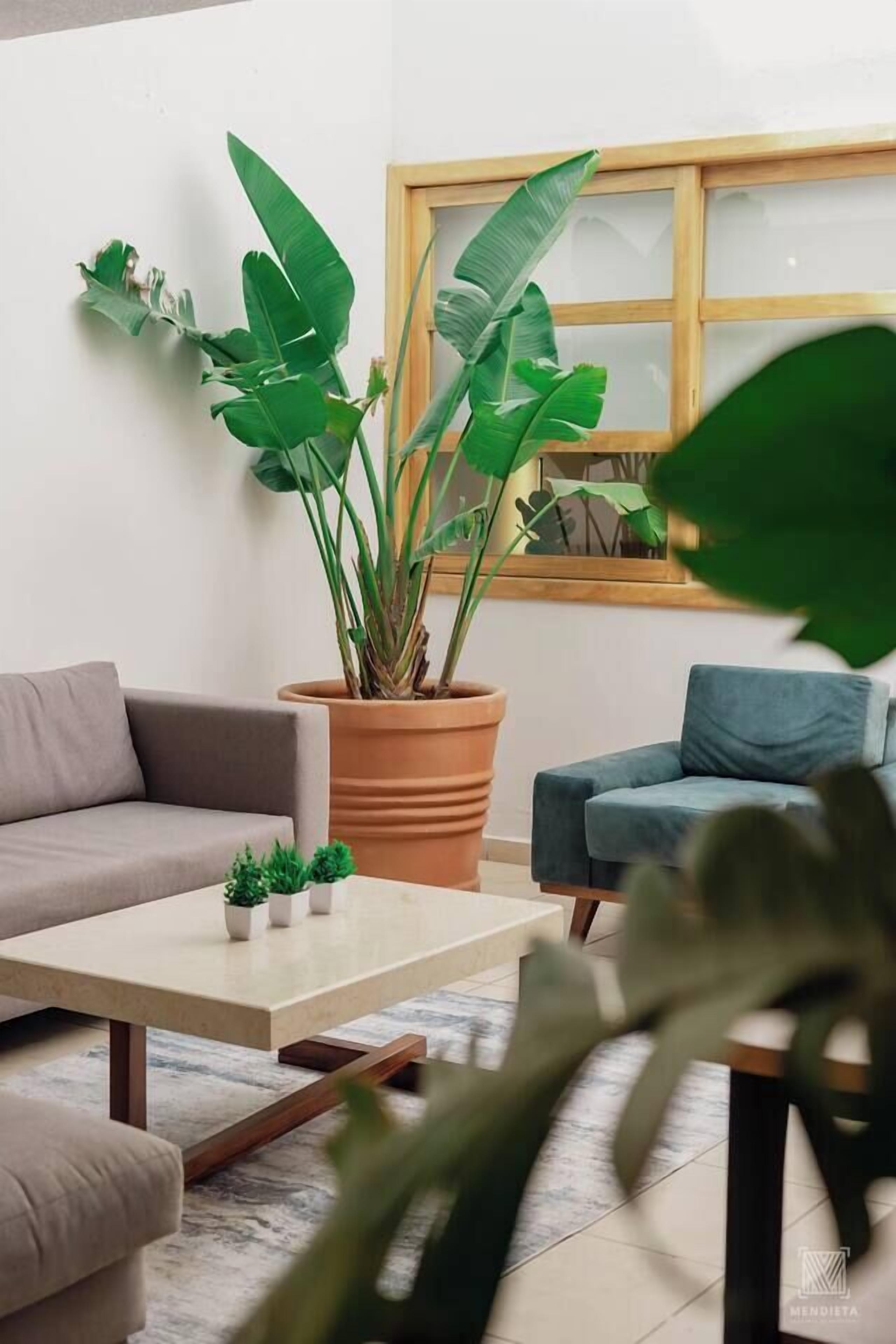 Ein modernes Wohnzimmer mit einer großen Küstertopfpflanze, zwei Sofas und einem Couchtisch.