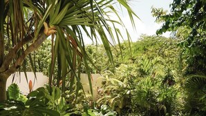 Una piscina tranquila y cristalina rodeada de exuberante vegetación tropical.