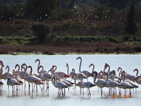 A group of flamingos standing in shallow water.