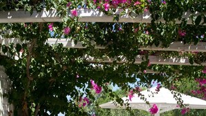 A pergola with white columns and a table with chairs underneath, surrounded by lush greenery and pink flowers. - Villa Joy in Ampelas, Paros (Ampelas)