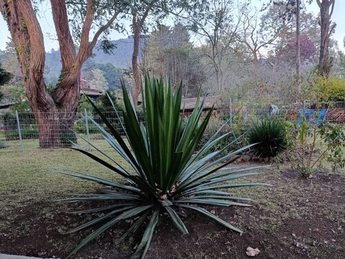 Maceiras House