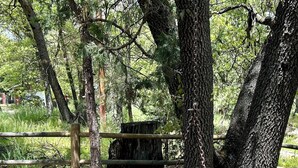 Un columpio de neumático colgando de un árbol en una zona boscosa.