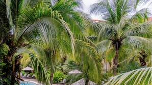 Un jardin tropical avec des palmiers et une piscine.