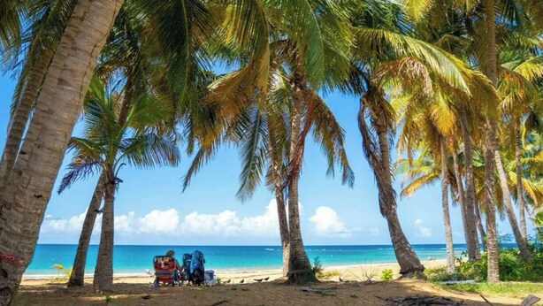 Ein Strand mit Palmen und blauem Himmel.
