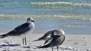 Twee vogels op een zanderig strand, met golven op de achtergrond.