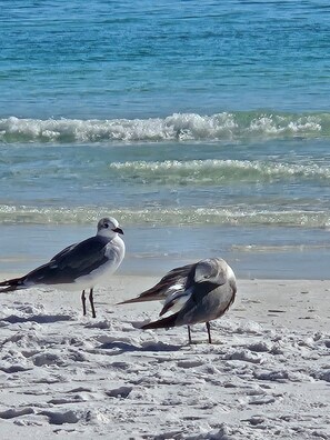Zwei Vögel an einem sandigen Strand, im Hintergrund Wellen.