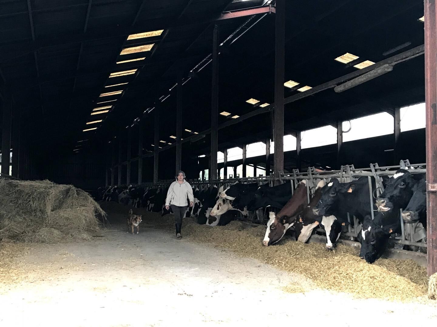 Um grande celeiro com várias vacas e uma pessoa caminhando por dentro.
