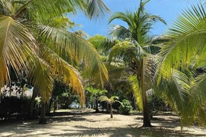 A tropical garden with palm trees and a sandy path.