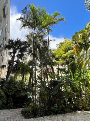 Un patio con altas palmeras, abundante follaje y un sendero empedrado.