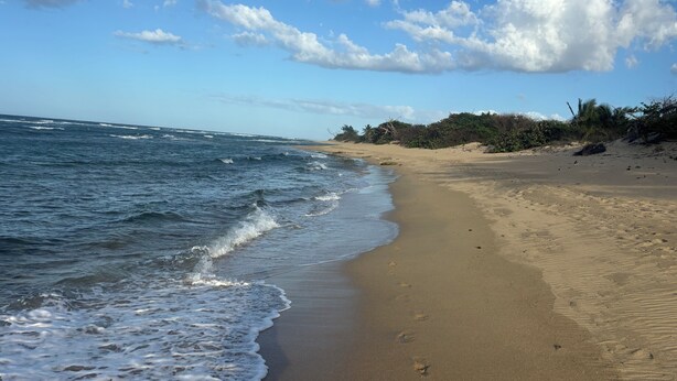 Une plage avec des vagues, un rivage sablonneux et une végétation clairsemée.