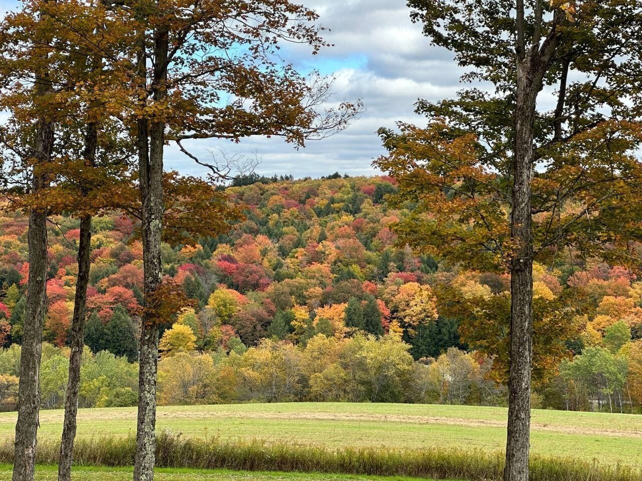 A landscape with trees in various autumn colors, a grassy field, and a hill in the background.
