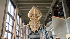 A large exhibit of a prehistoric creature's skeleton suspended from the ceiling in a spacious, modern building with high ceilings and large windows. - Classic Heritage Hill Remodeled 2 Bedroom with Bold and Warm Colors (Grand Rapids)