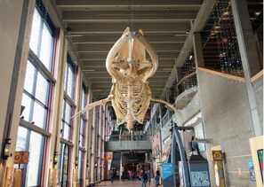 A large exhibit of a prehistoric creature's skeleton suspended from the ceiling in a spacious, modern building with high ceilings and large windows. - Classic Heritage Hill Remodeled 2 Bedroom with Bold and Warm Colors (Grand Rapids)