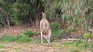 A kangaroo standing in a natural setting with dense foliage and trees in the background. - Luxury Villa - Firepit - 30min to Most Attractions (Ninderry)