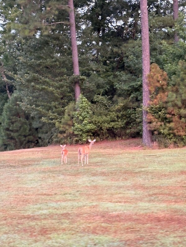 Un paysage naturel avec deux cerfs dans un champ, entouré d’une forêt dense.