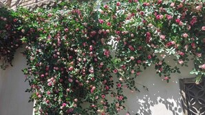 A building with a white exterior wall covered in pink flowering vines. - Youfang Hotel - Beijing Tian'anmen Wangfujing Store (Beijing)