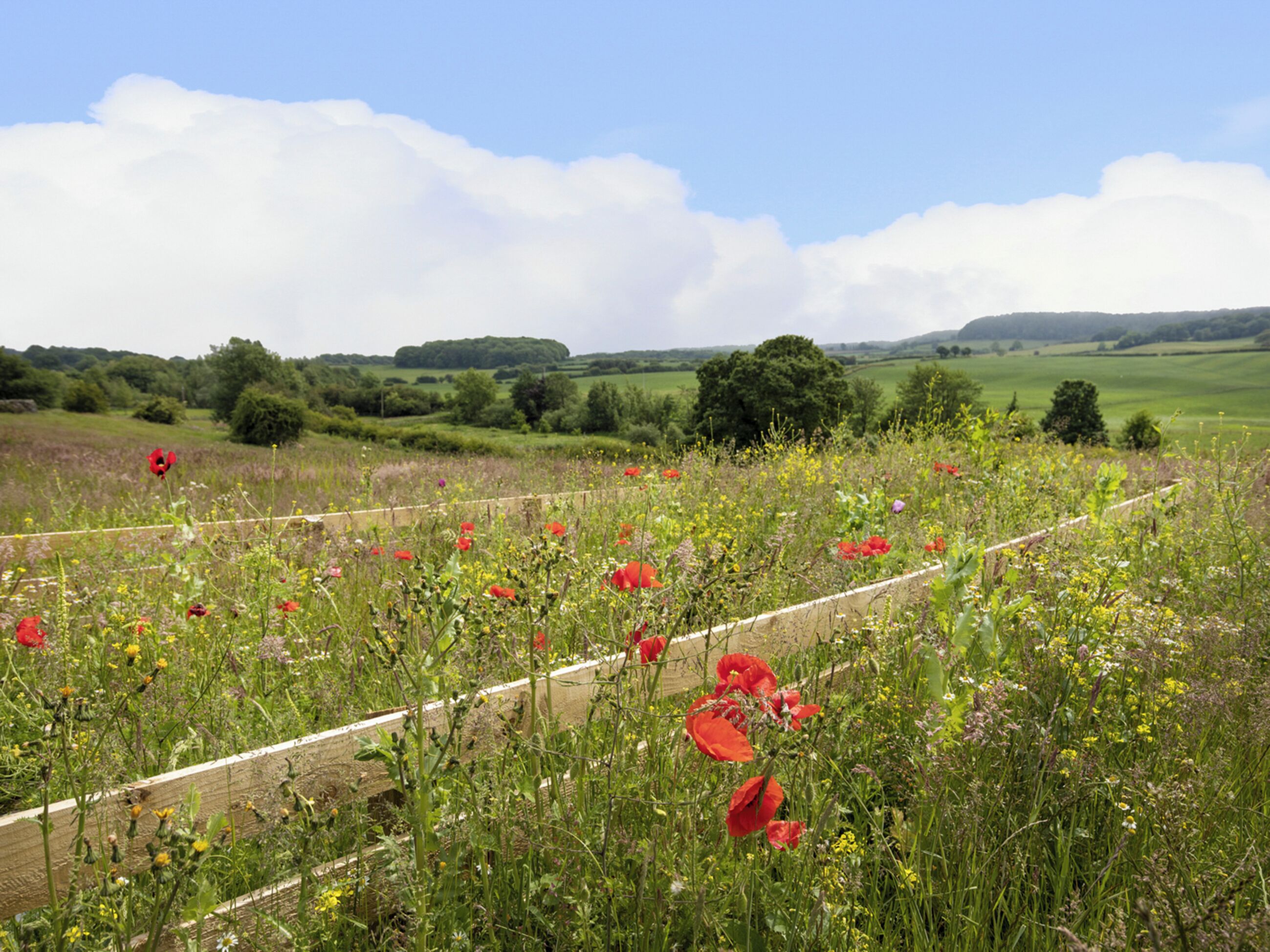 A field with red poppies and a fence.