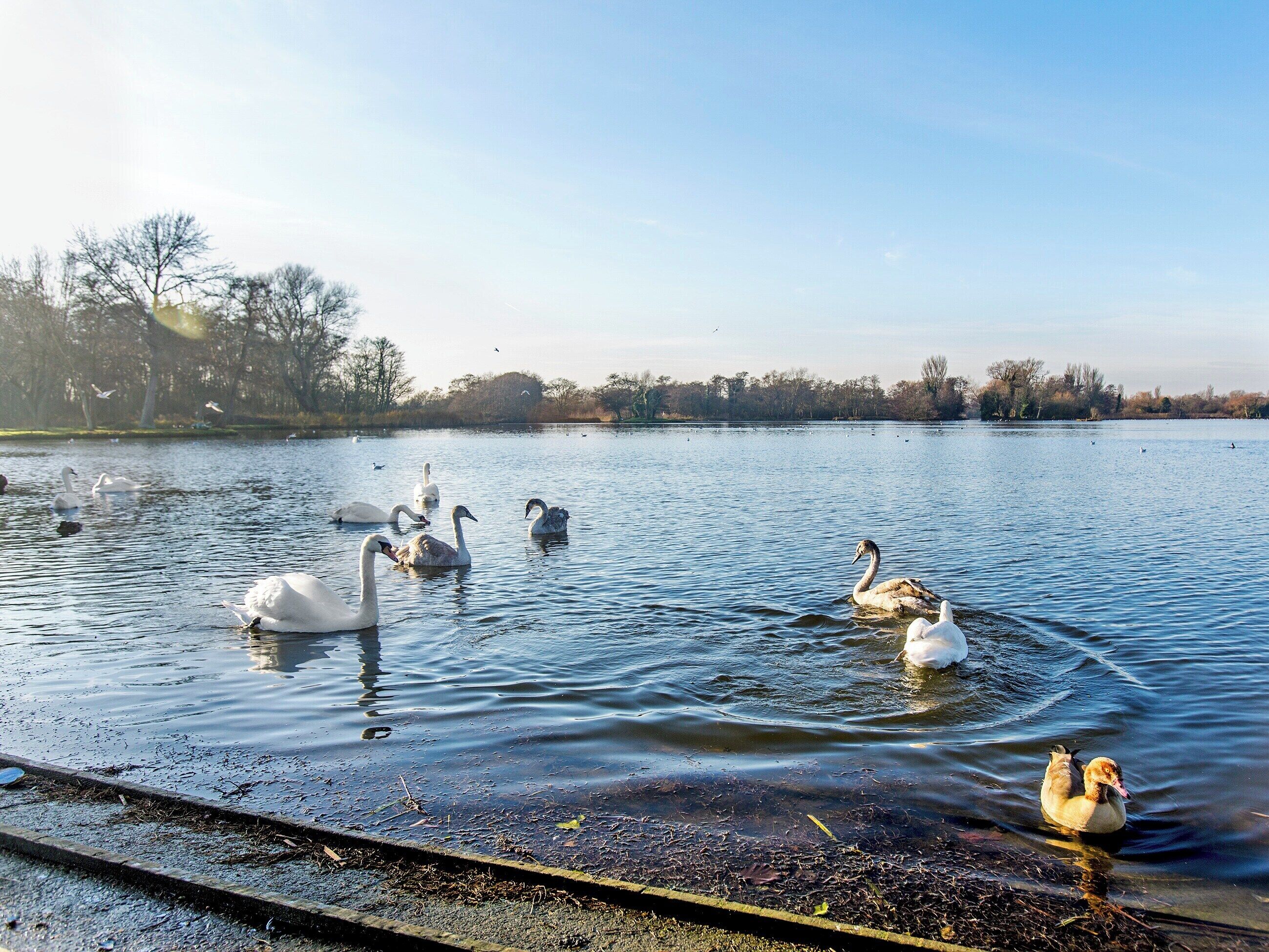 Ein ruhiger See mit Schwänen und einer Ente, umgeben von Bäumen und einem klaren Himmel.
