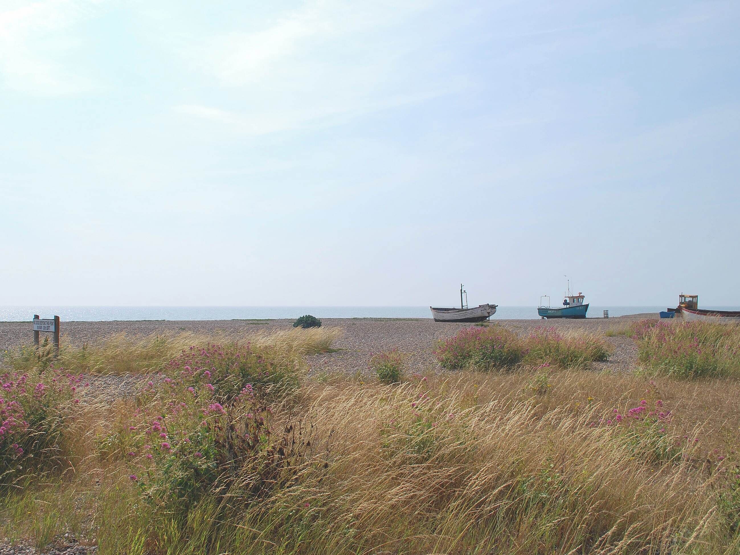 Une plage avec des bateaux et des fleurs sauvages.