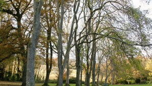Un parc avec des arbres et une pelouse.
