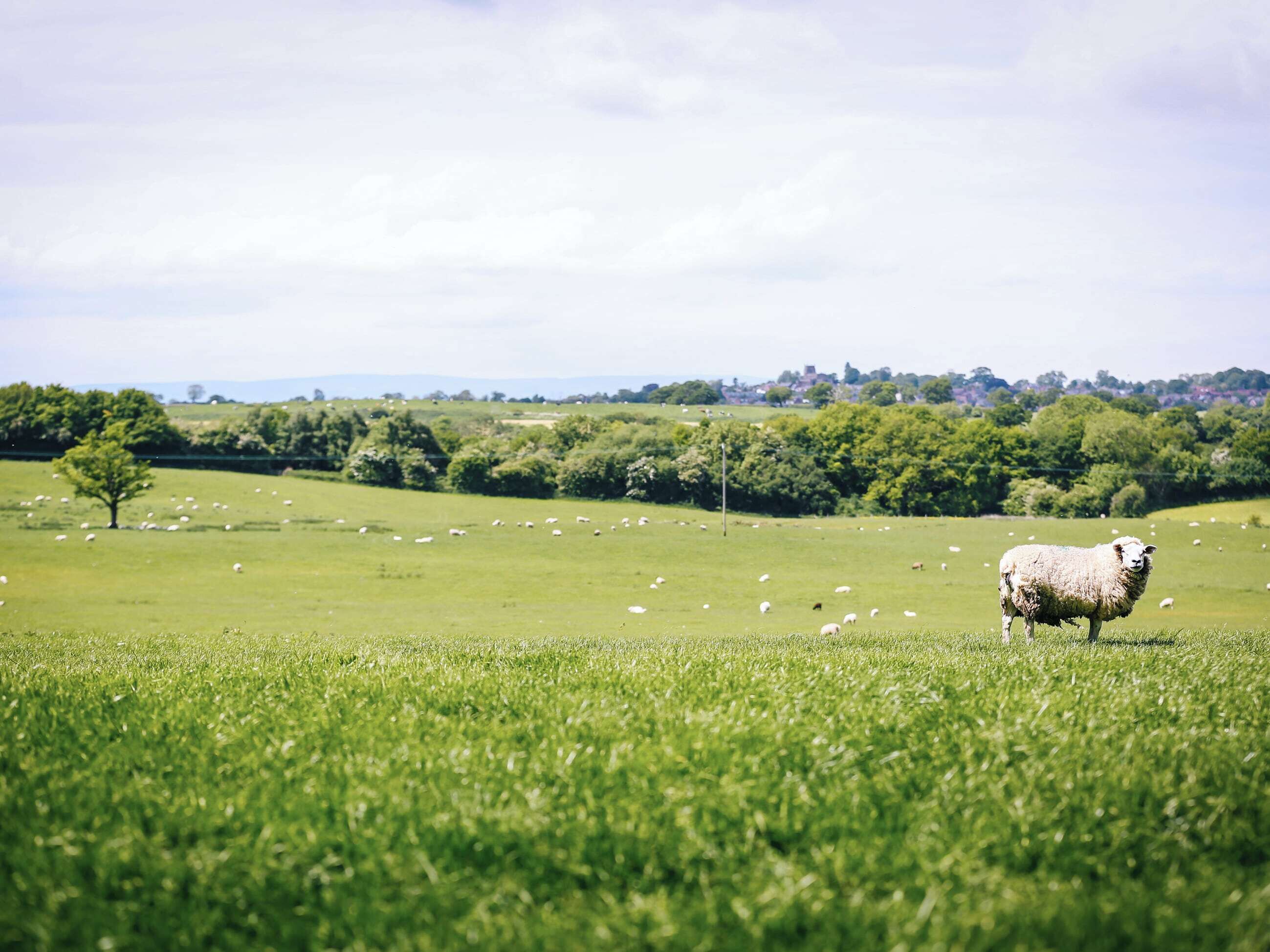 Un campo cubierto de hierba con una oveja y otras ovejas al fondo.