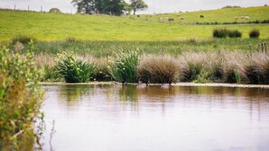 A calm water body with reeds and yellow flowers, a grassy field, and a large tree in the background.