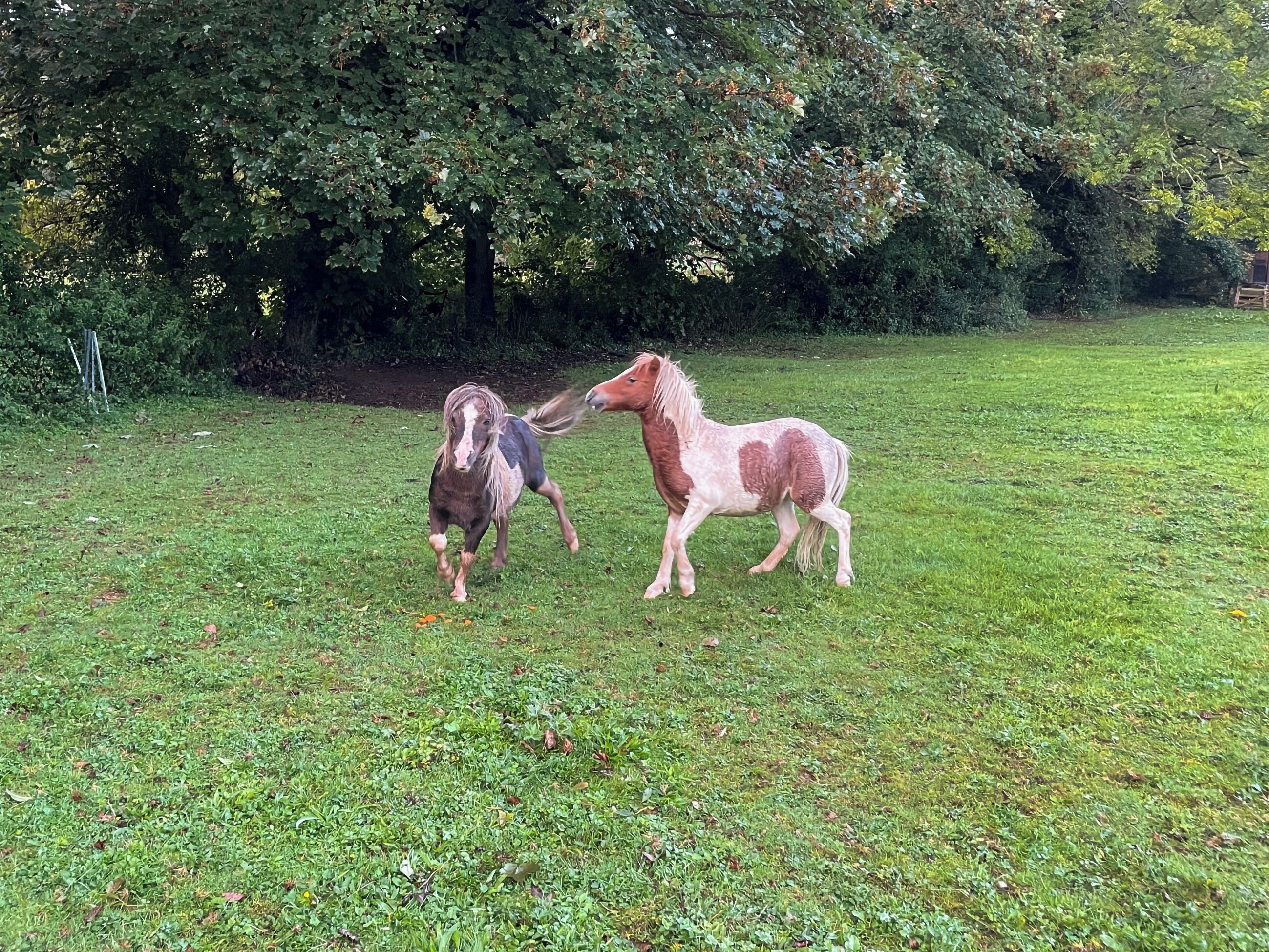 Two horses in a grassy field with trees in the background.
