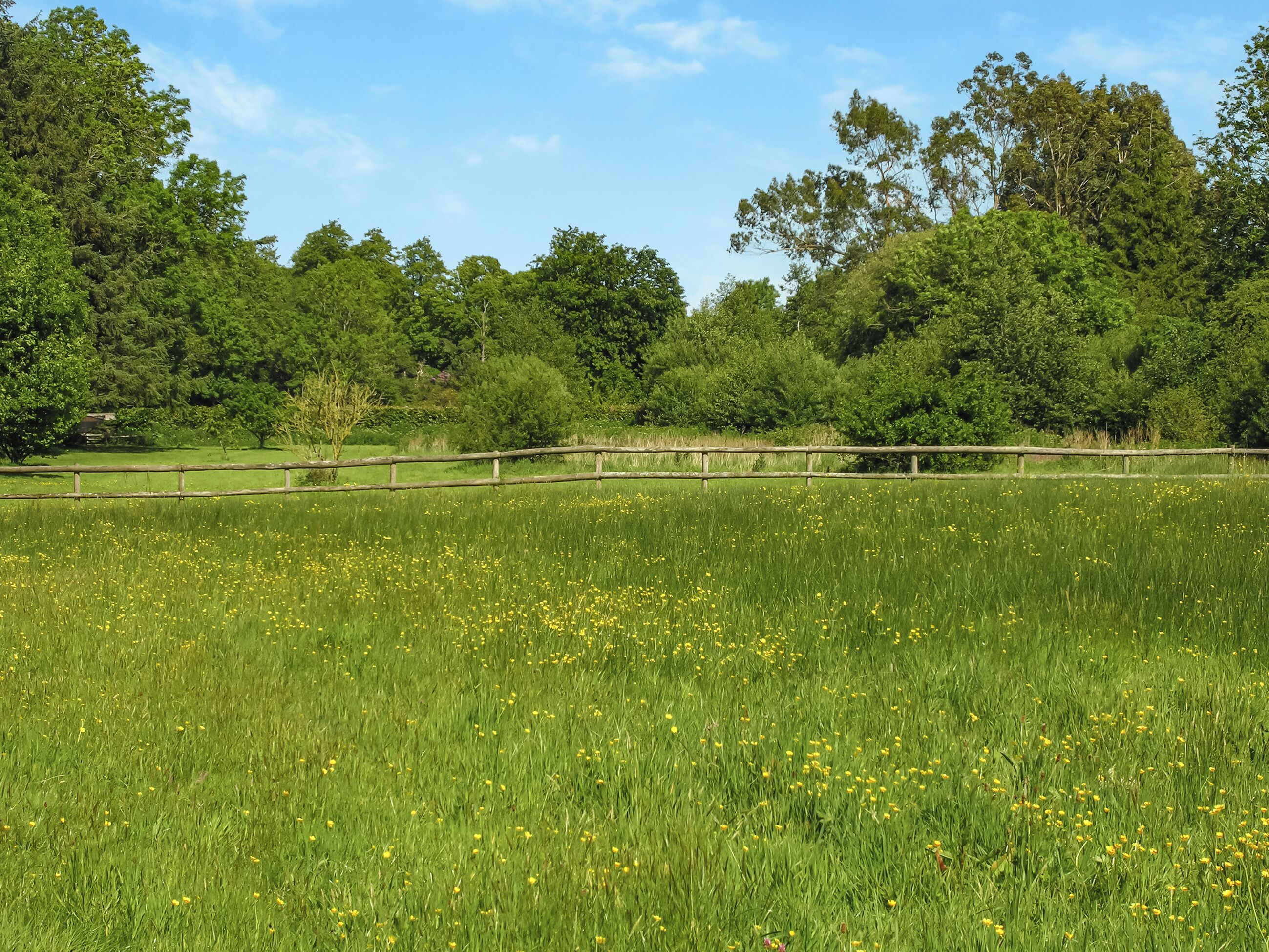 A grassy field with a wooden fence and trees in the background.