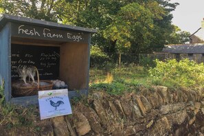 Property grounds - Towan Cottage - CWC79064 (Perranporth)