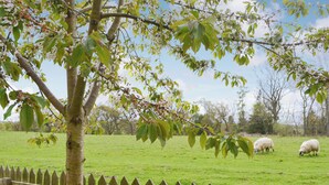 A fenced grassy field with a tree and sheep grazing. - Cuthbert House - UK7026 (Longframlington, near Rothbury)