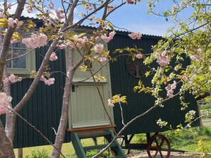 Exterior - Dorset Alpaca Shepherd's Hut (Dorchester)