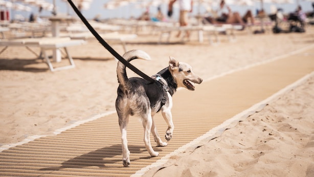 A beach with a dog on a mat, red umbrellas, and beach chairs. - Friendly Mobile Home in Rimini Family Village (Rimini)