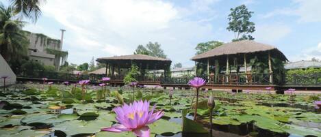 A serene pond with blooming water lilies and thatched-roof structures in the background.