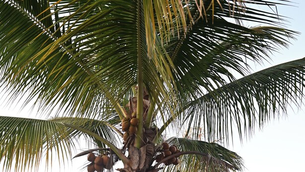 A palm tree with coconuts, a concrete wall, and a white sink. - Gated Serenity: 5-Star Secure Studio in MoBay, 10-Min Drive to Beach! (Montego Bay)