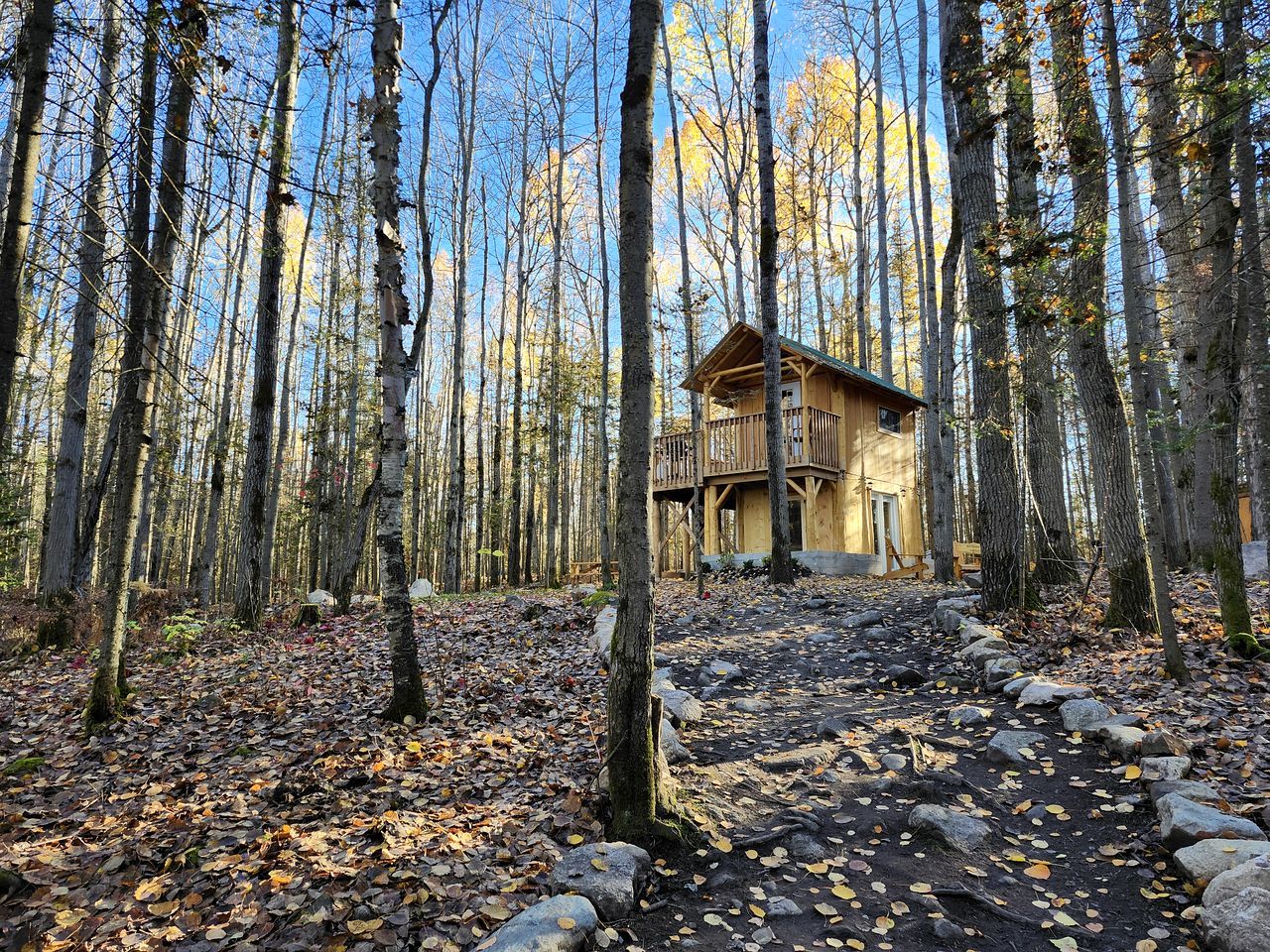 A cabin in a forest with a dirt path leading to it.