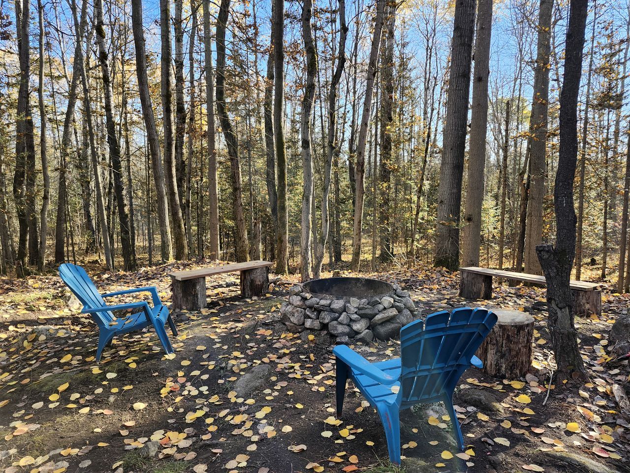 A forest setting with a fire pit, two blue Adirondack chairs, and a wooden bench.