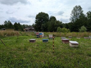 Paisatge rural amb una casa, colmenes i una tanca.