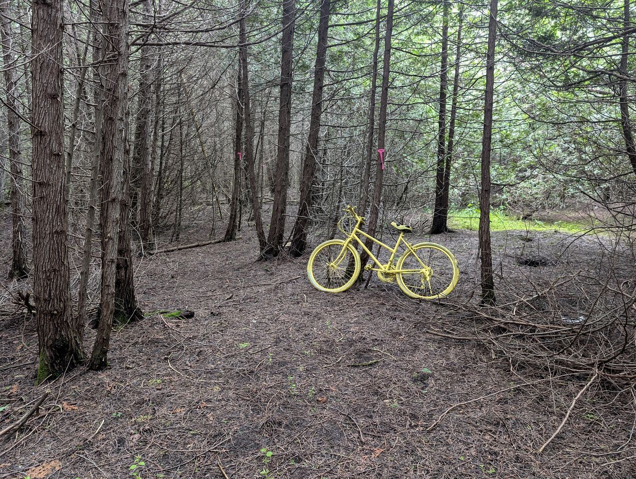 Un bosque con una bicicleta amarilla apoyada en un árbol.