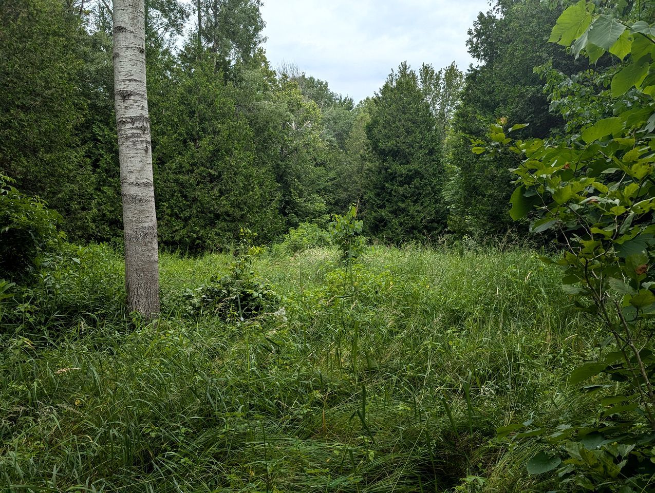 A dense forest with a birch tree and various green plants.