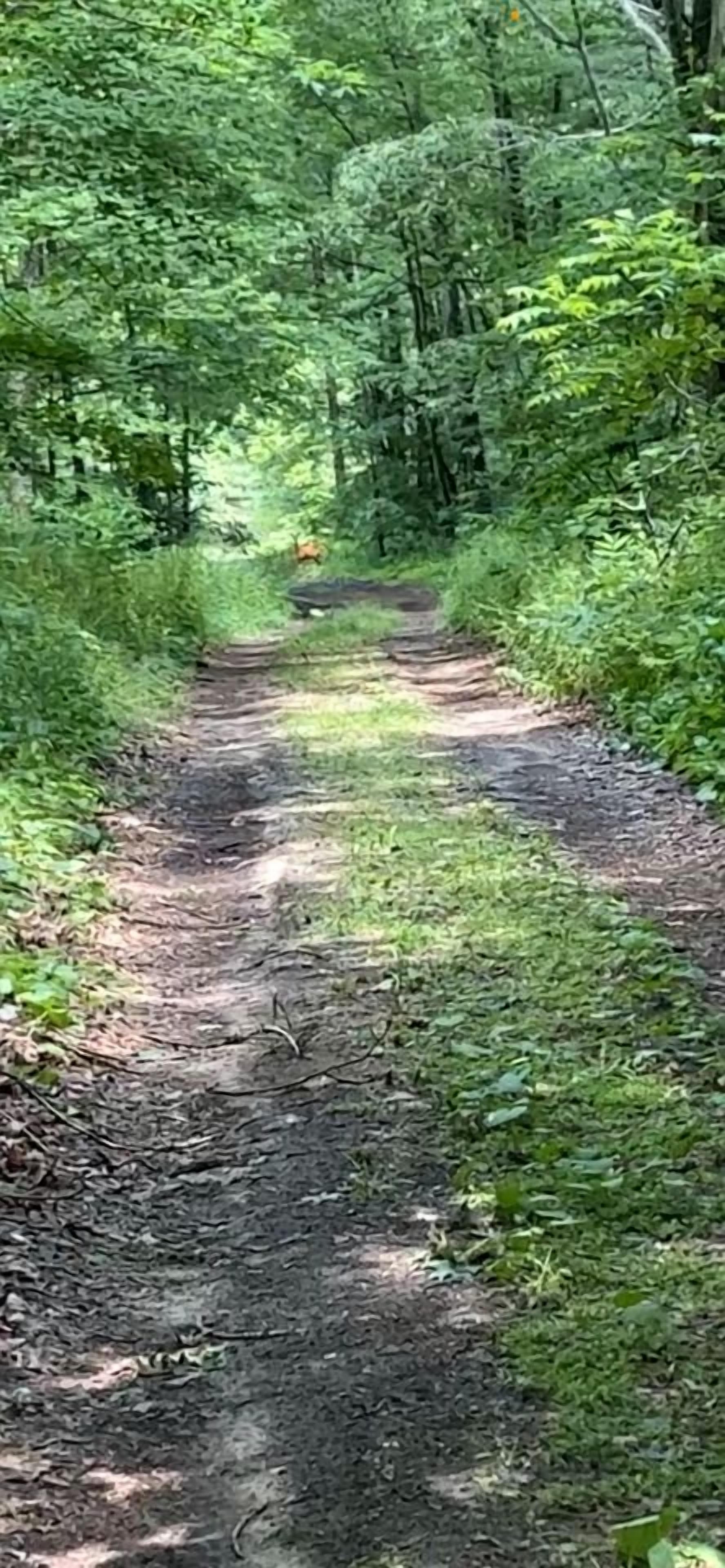 Un sendero arbolado con abundante vegetación a ambos lados.