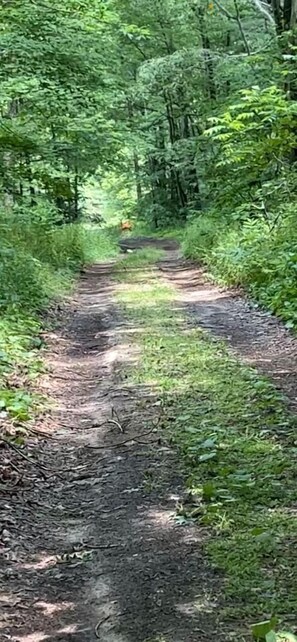 Un sentier bordé d’arbres, avec une végétation luxuriante de chaque côté.