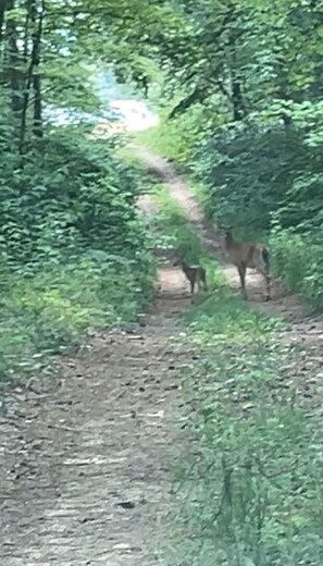 Une zone boisée avec un sentier de terre.