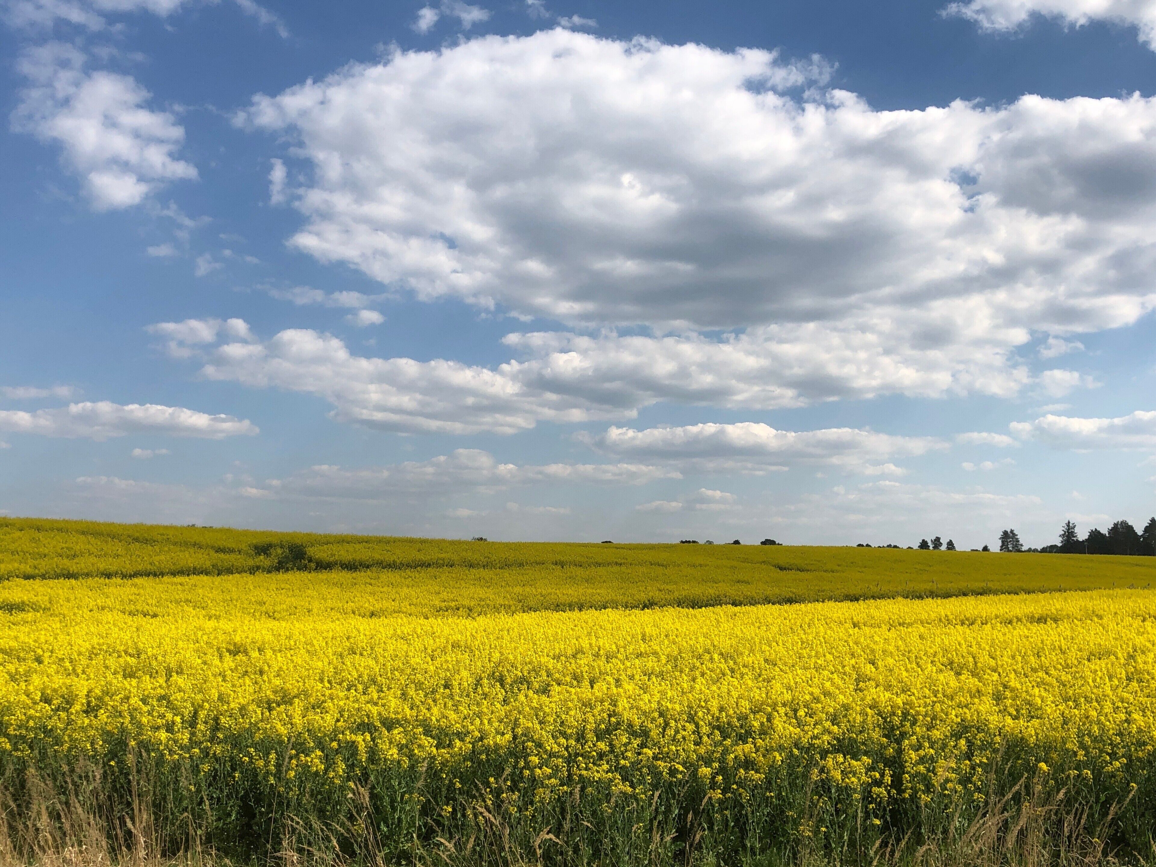 A vast field of yellow flowers under a partly cloudy sky.