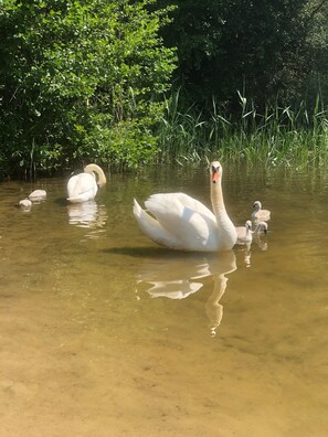 Miscellaneous - Apartment 'Lale' with Lake View, Shared Terrace and Wi-Fi (Wustrow)