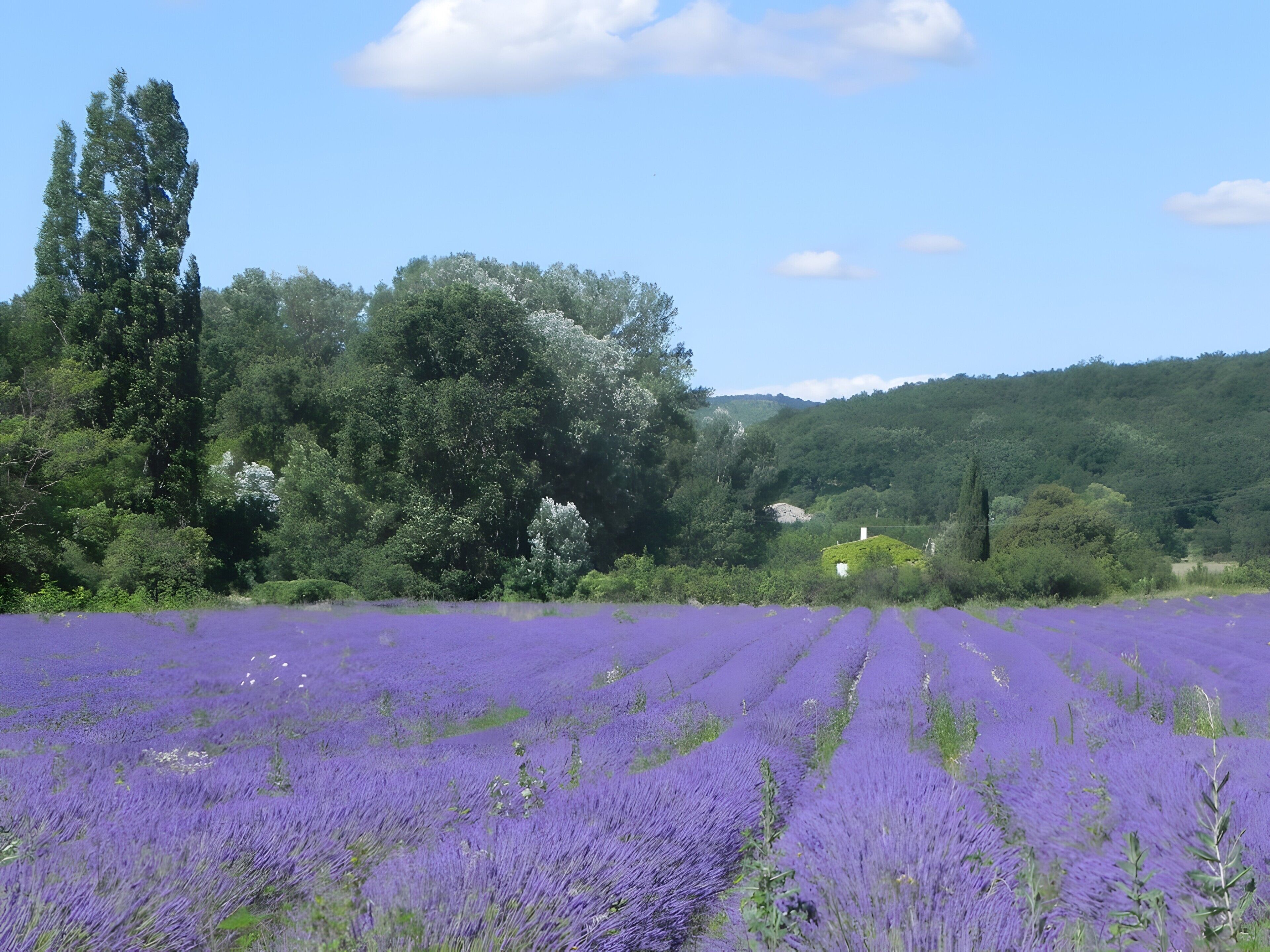 A lavender field with a house in the background.