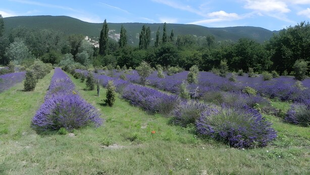 A lavender field with a mountain backdrop. - Gite La Villa des Pins in Drôme Provençale (Le Poët-Laval)