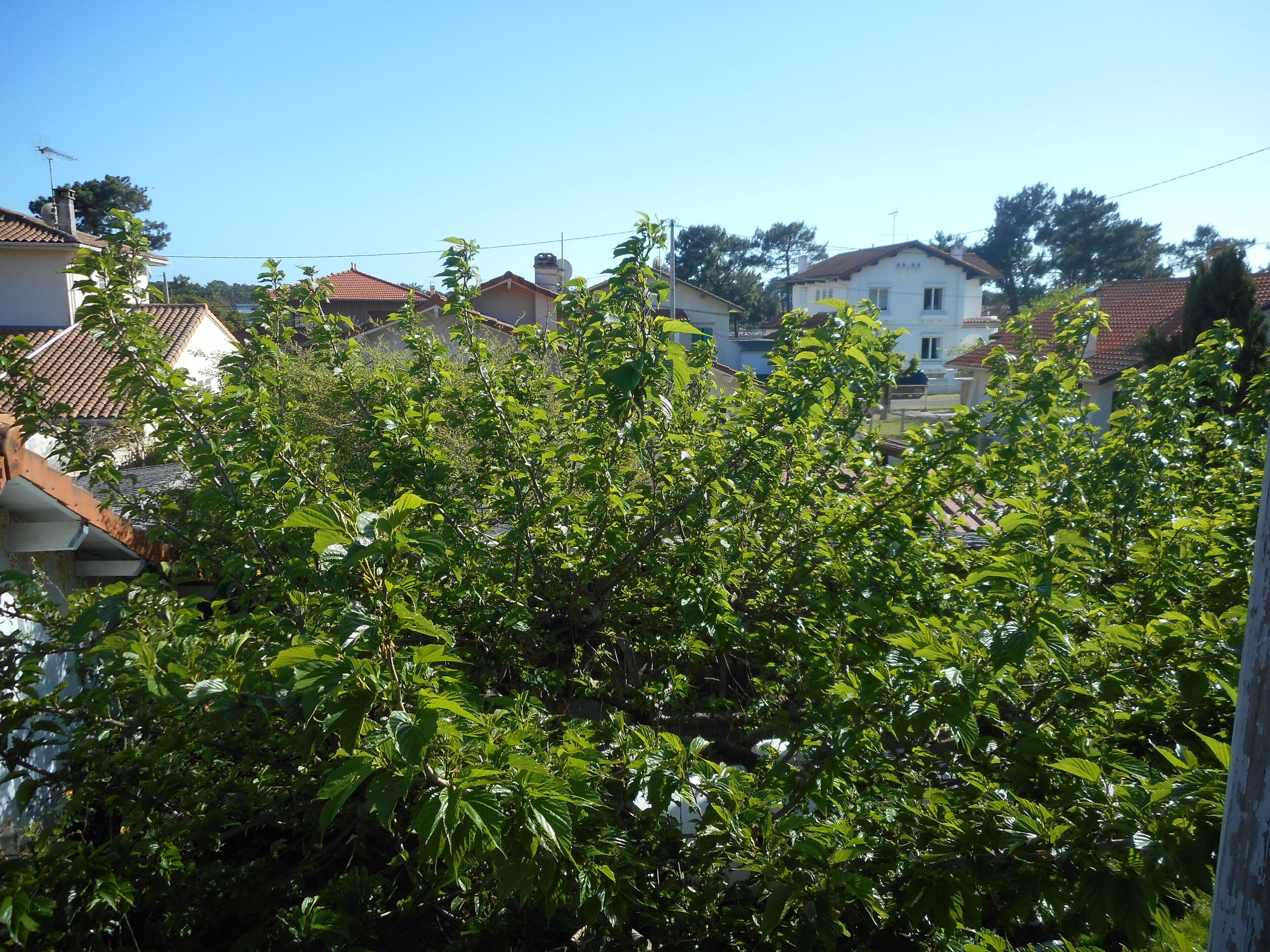 Un quartier résidentiel avec des maisons, un ciel dégagé et de luxuriants arbres verdoyants.