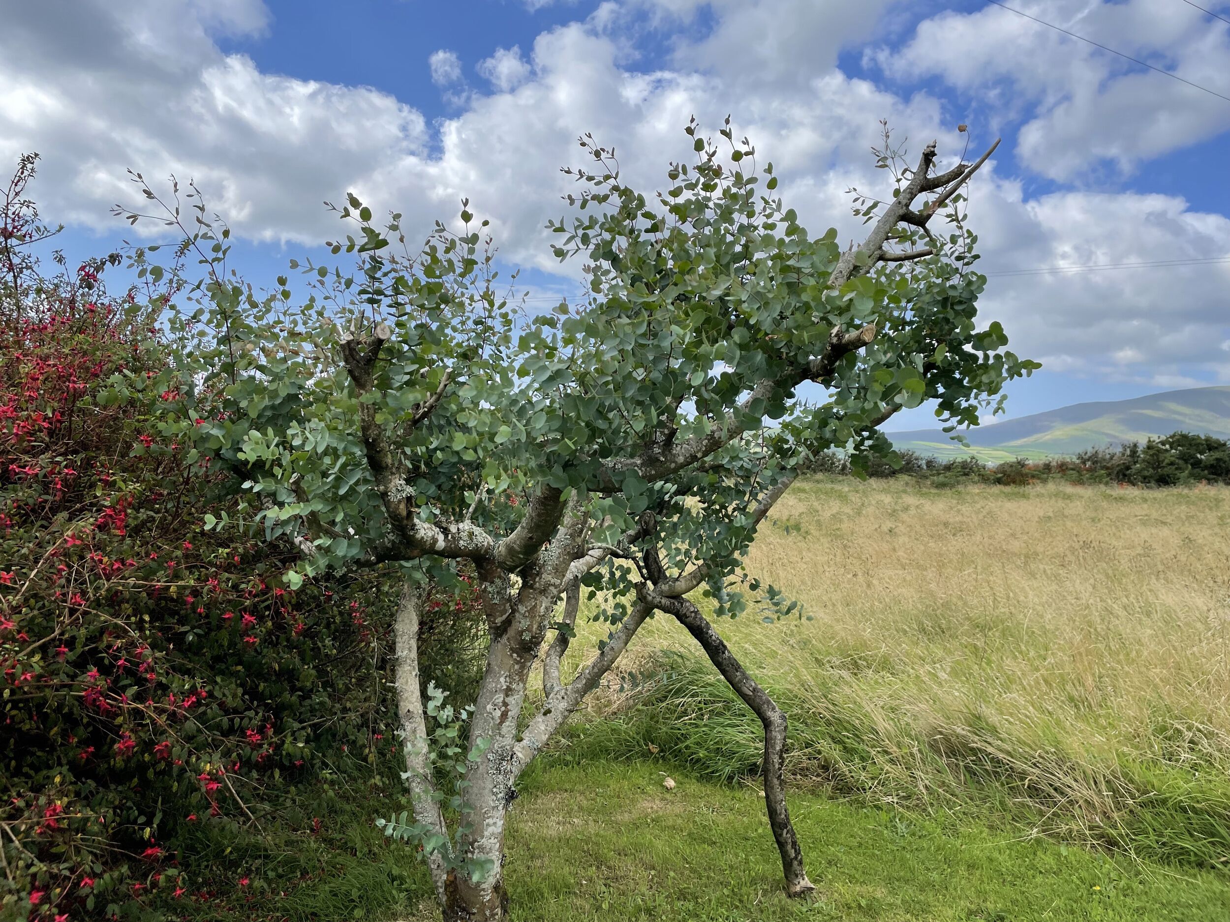 Een boom met groene bladeren en rode bloemen in een grasveld.