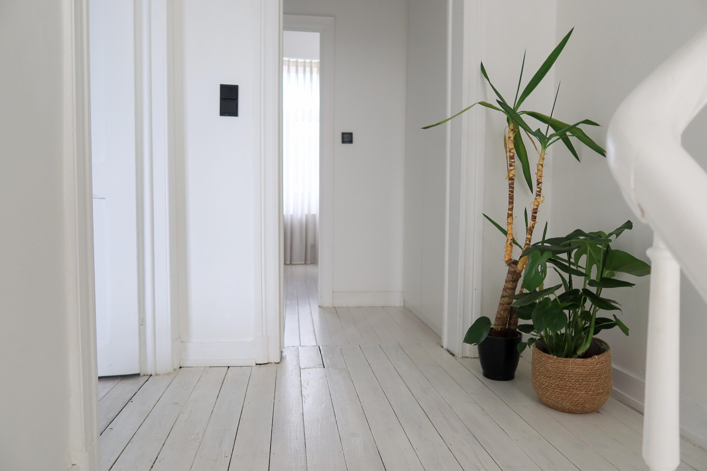 A hallway with white wooden flooring, white walls, and two potted plants.