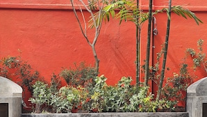 A swimming pool with clear blue tiles, surrounded by greenery and a red wall. - The Manor (Colombo)